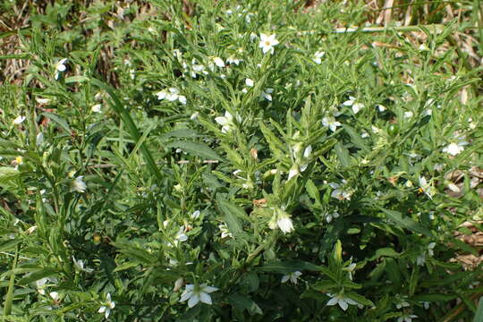 Image of Jerusalem Cherry