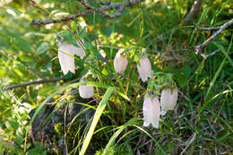 Image of Campanula punctata var. punctata