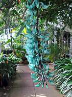 Image of Jade Vine