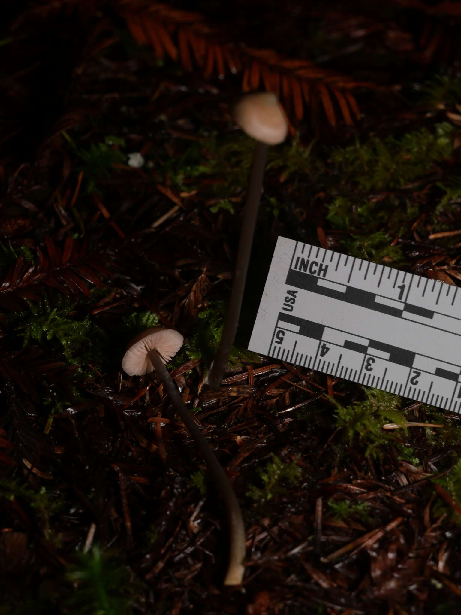 Image of Entoloma bicoloripes (Largent & Thiers) Noordel. & Co-David 2009