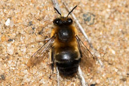 Image of Anthophora aestivalis (Panzer 1801)