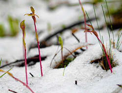 Image of Broad-Lip bird orchid