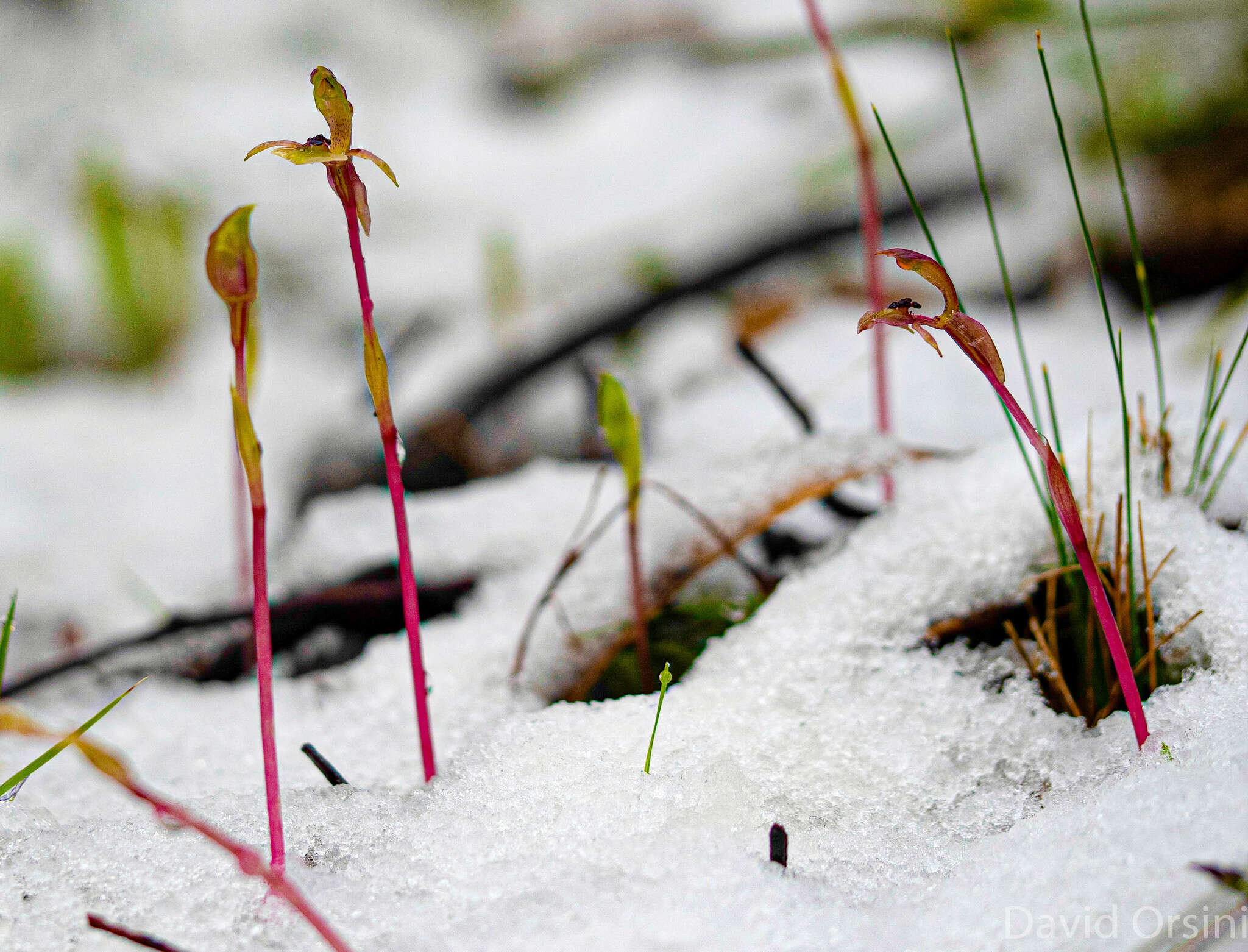 Imagem de Chiloglottis trapeziformis Fitzg.