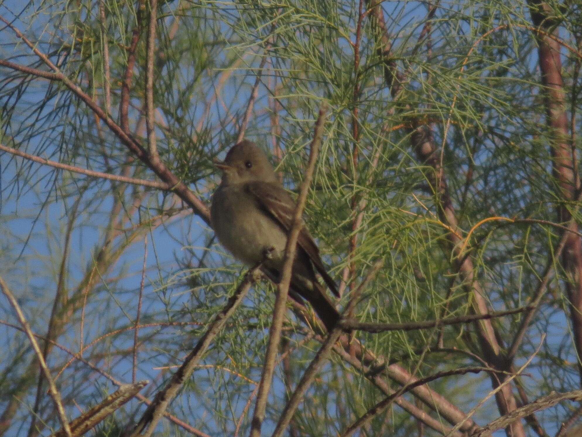 Image of Western Wood Pewee