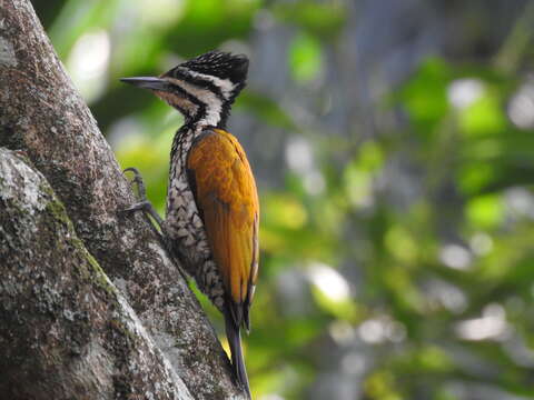 Image of Common Flameback