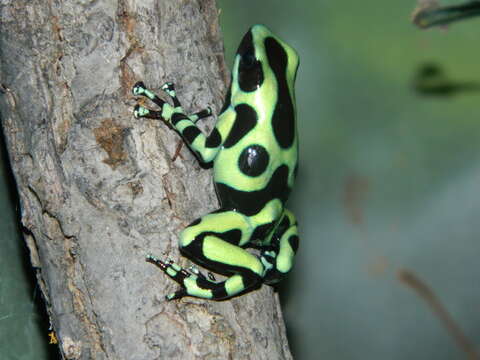 Image of Gold Arrow-poison Frog