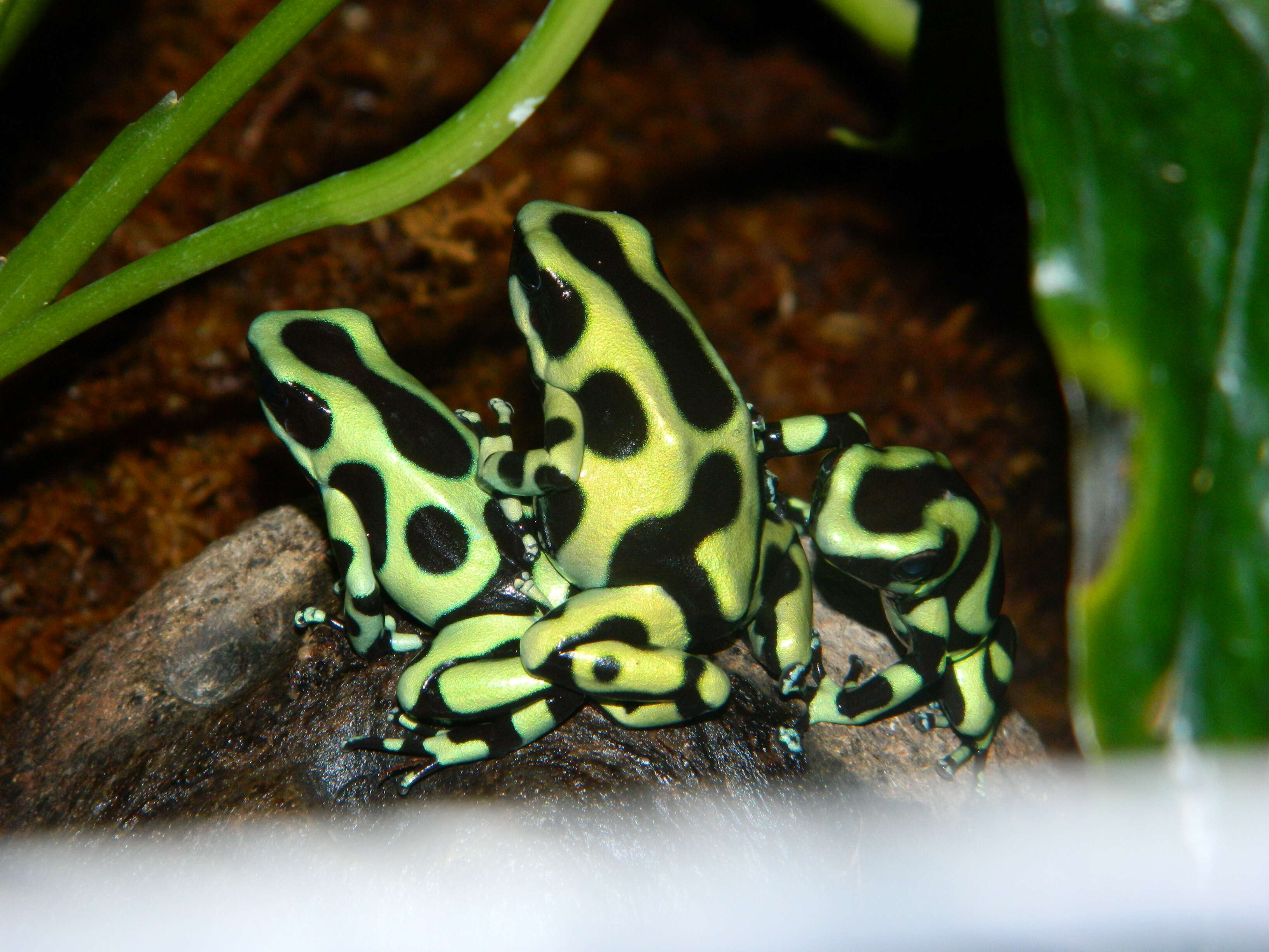 Image of Gold Arrow-poison Frog