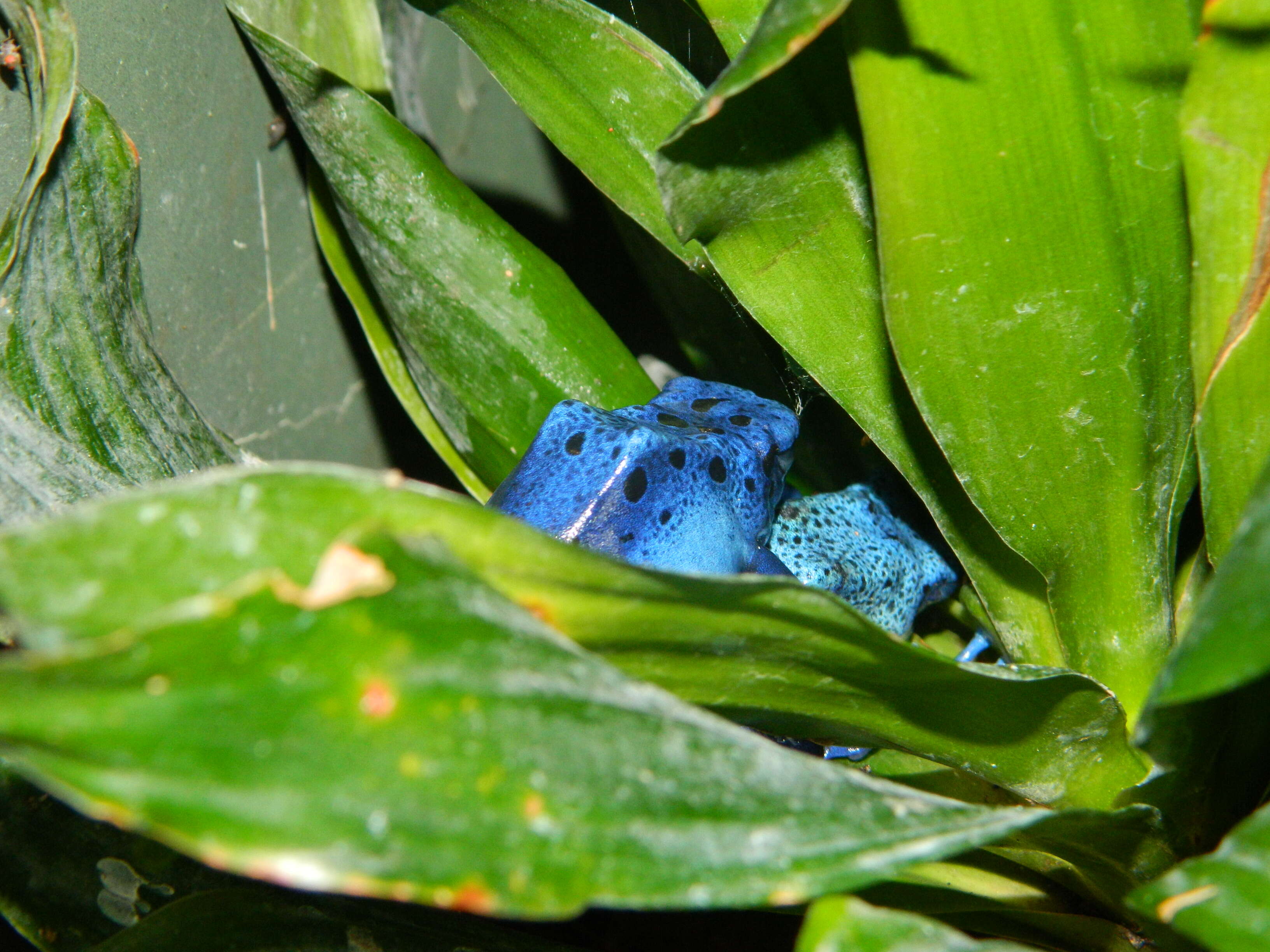 Image of Dendrobates azureus