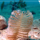 Image of Magnificent Anemone Shrimp