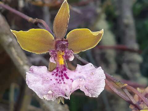 Image of Caucaea olivacea (Kunth) N. H. Williams & M. W. Chase