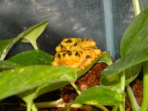 Image of Golden arrow poison frog