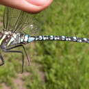 Image of Paddle-tailed Darner