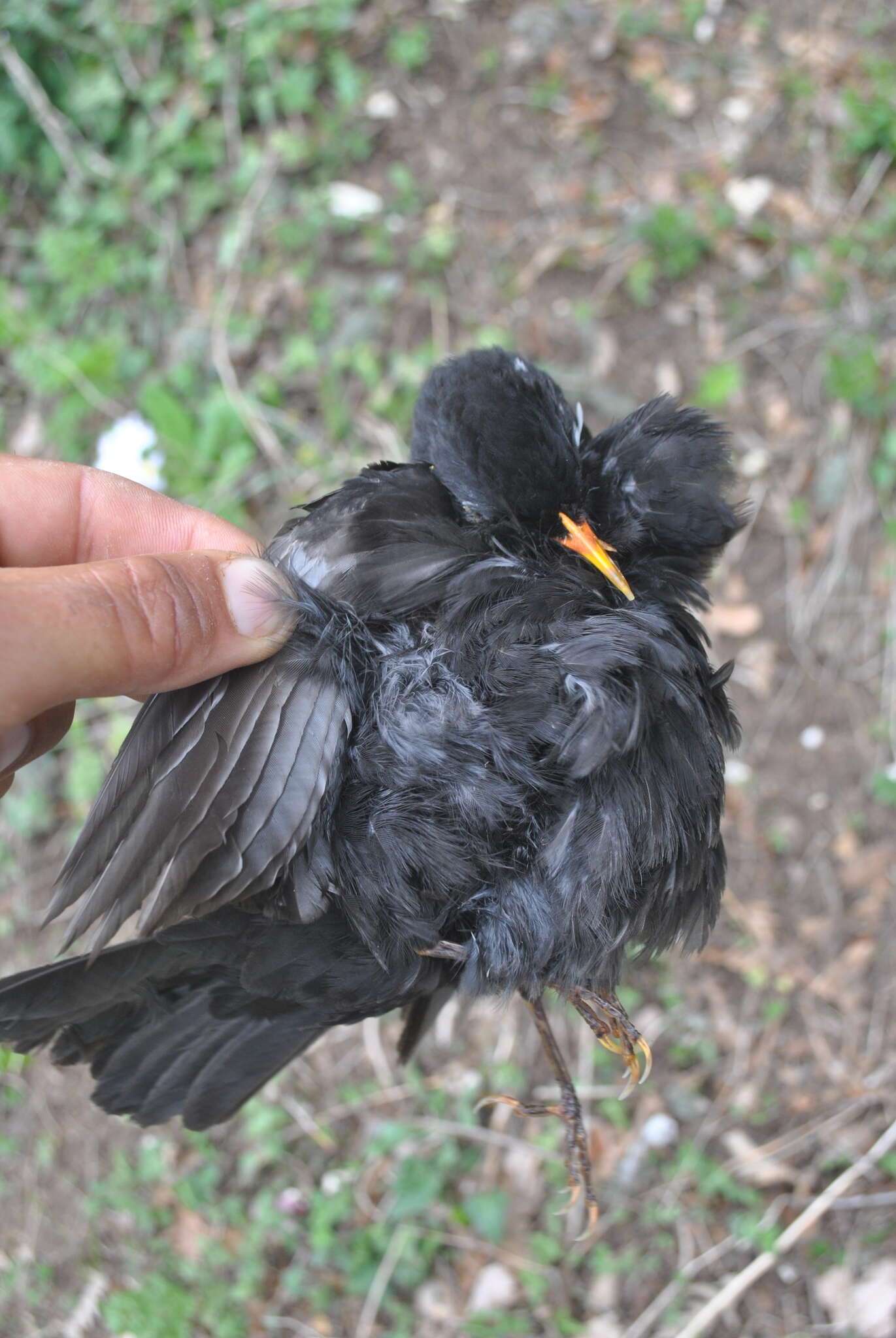 Turdus merula syriacus Hemprich & Ehrenberg 1833 resmi