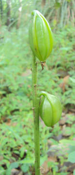 Image of Pink nodding orchid