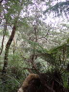 Image of Banksia saxicola A. S. George