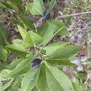 Plancia ëd Baptisia lanceolata (Walter) Elliott