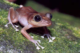 Image of Cook’s robber frog