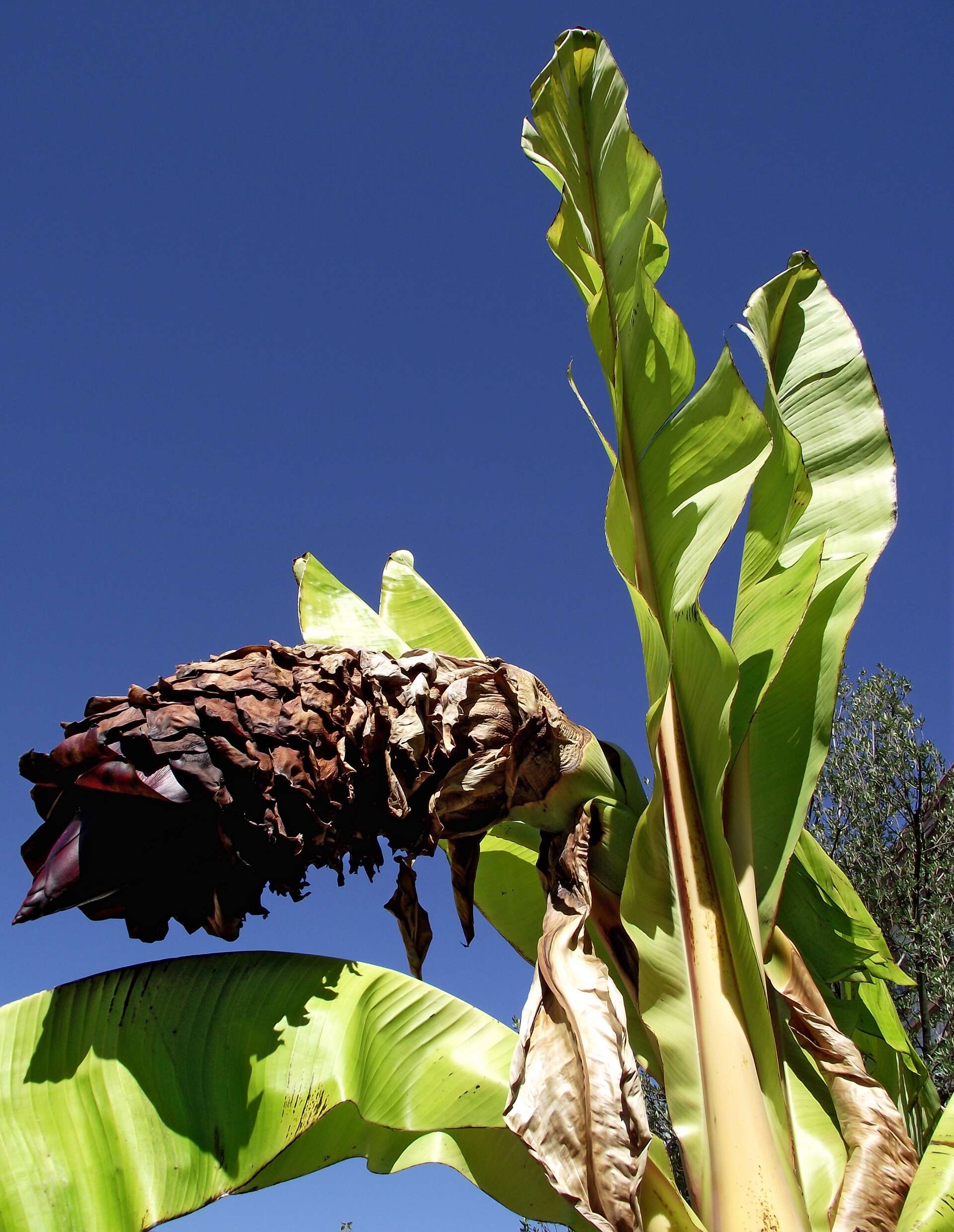 Imagem de Ensete ventricosum (Welw.) Cheesman