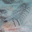 Image of Elephant Trunkfish