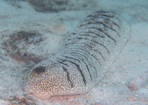 Image of Elephant Trunkfish