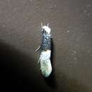 Image of Carpet-moth