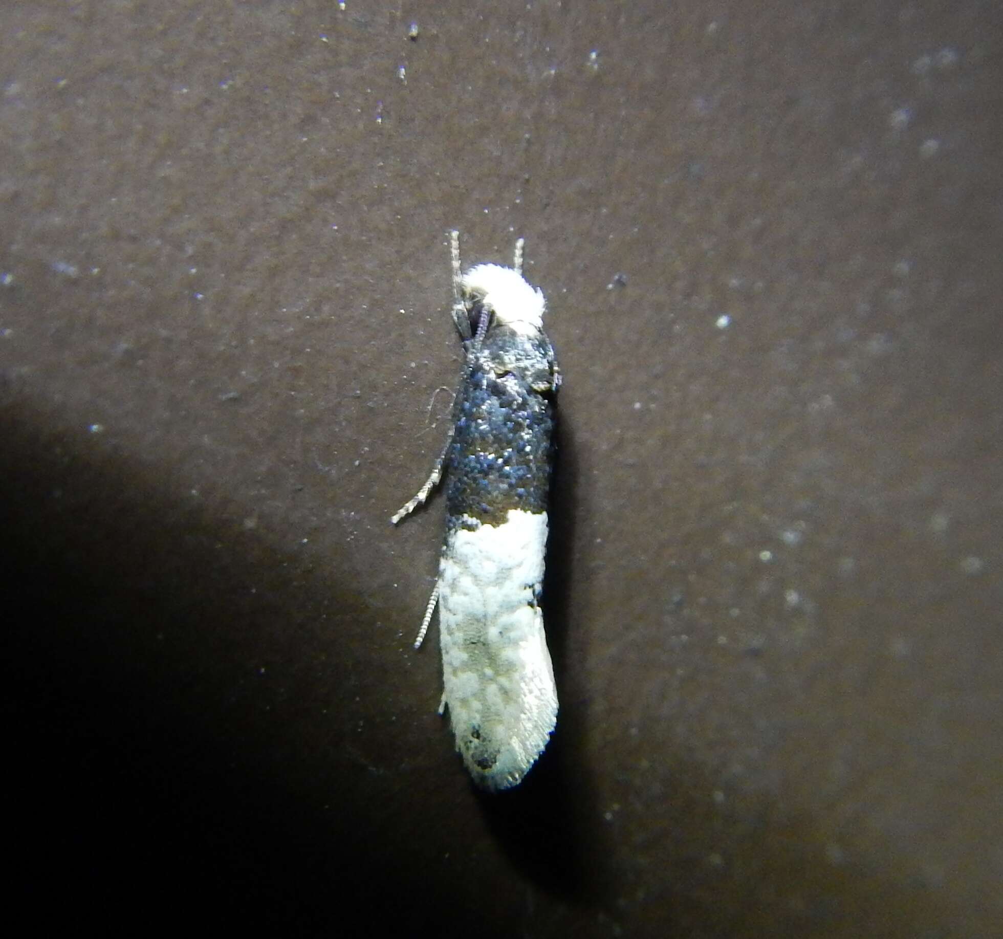 Image of Trichophaga tapetzella (Linnaeus 1758)