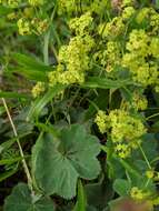 Image of Lady's Mantle