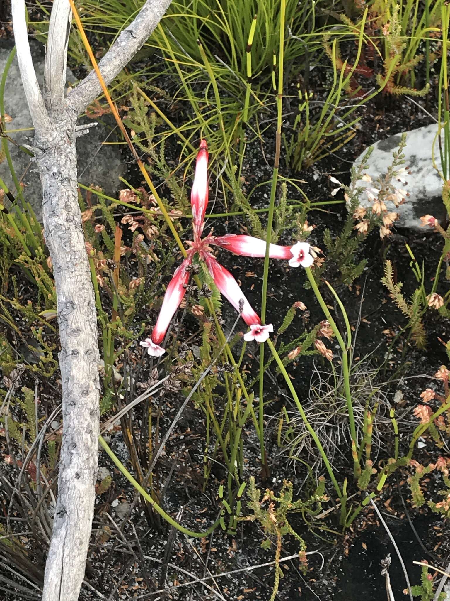 Image of Erica aristata Andr.