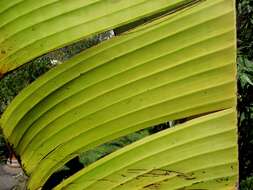 Imagem de Ensete ventricosum (Welw.) Cheesman