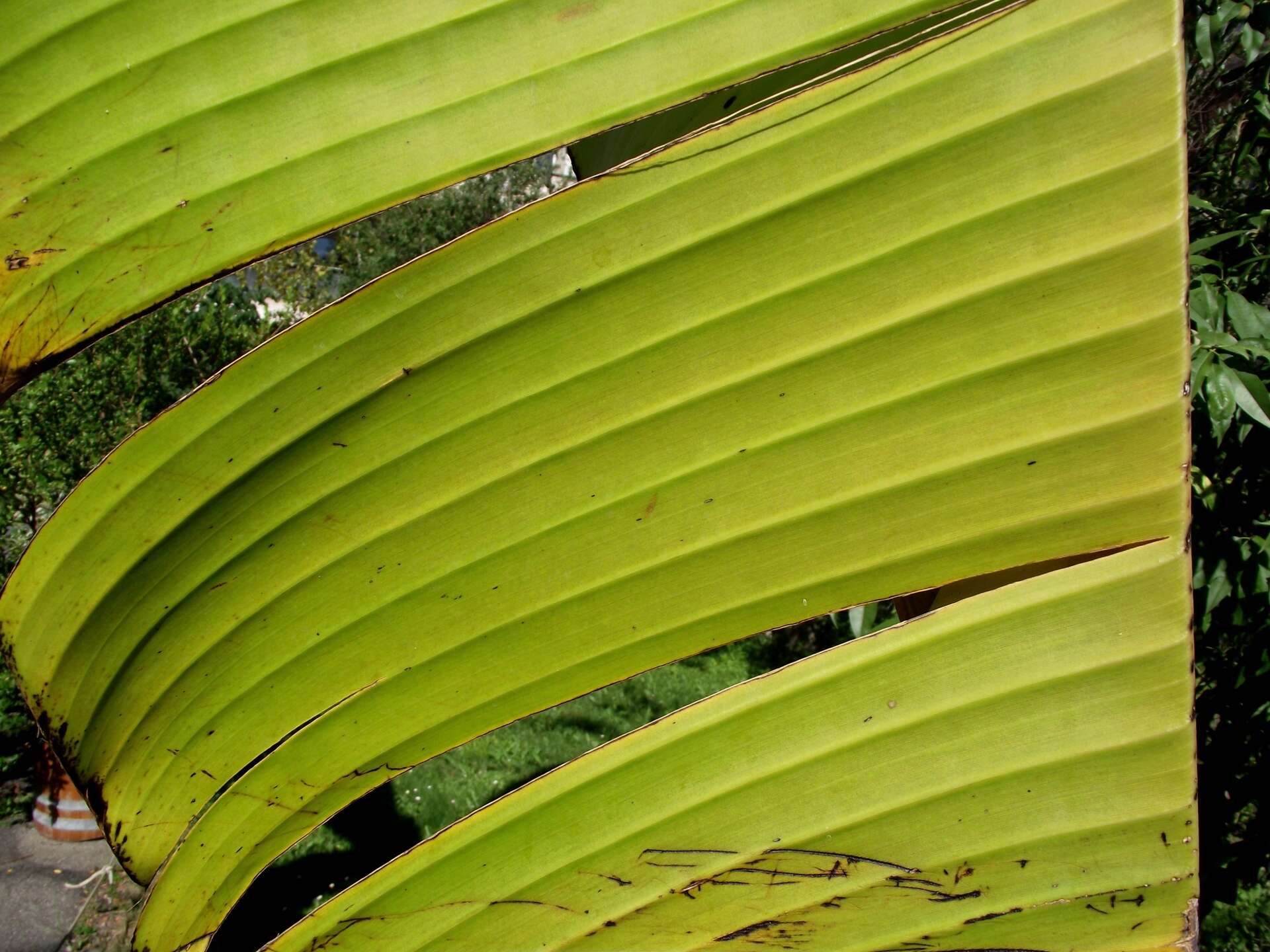 Imagem de Ensete ventricosum (Welw.) Cheesman