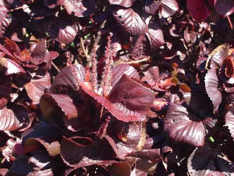 Image de Acalypha wilkesiana Müll. Arg.