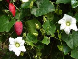 Image of ivy gourd