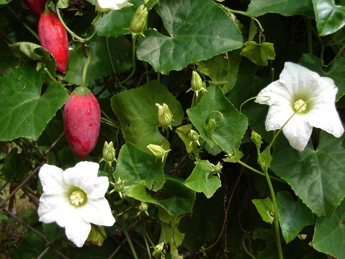 Image of ivy gourd