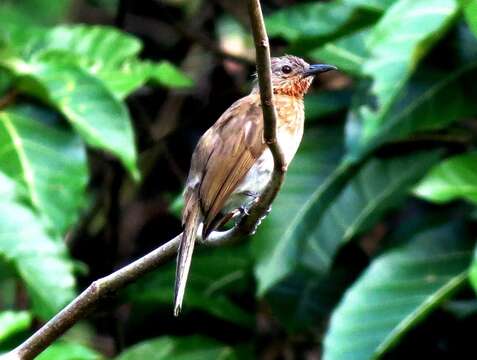 Image of Philippine Bulbul