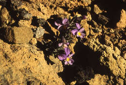 Image of Viola cheiranthifolia Humb. & Bonpl.