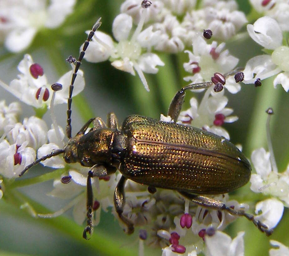 Image of Plateumaris sericea