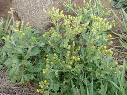 Plancia ëd Senecio radiolatus subsp. radiolatus