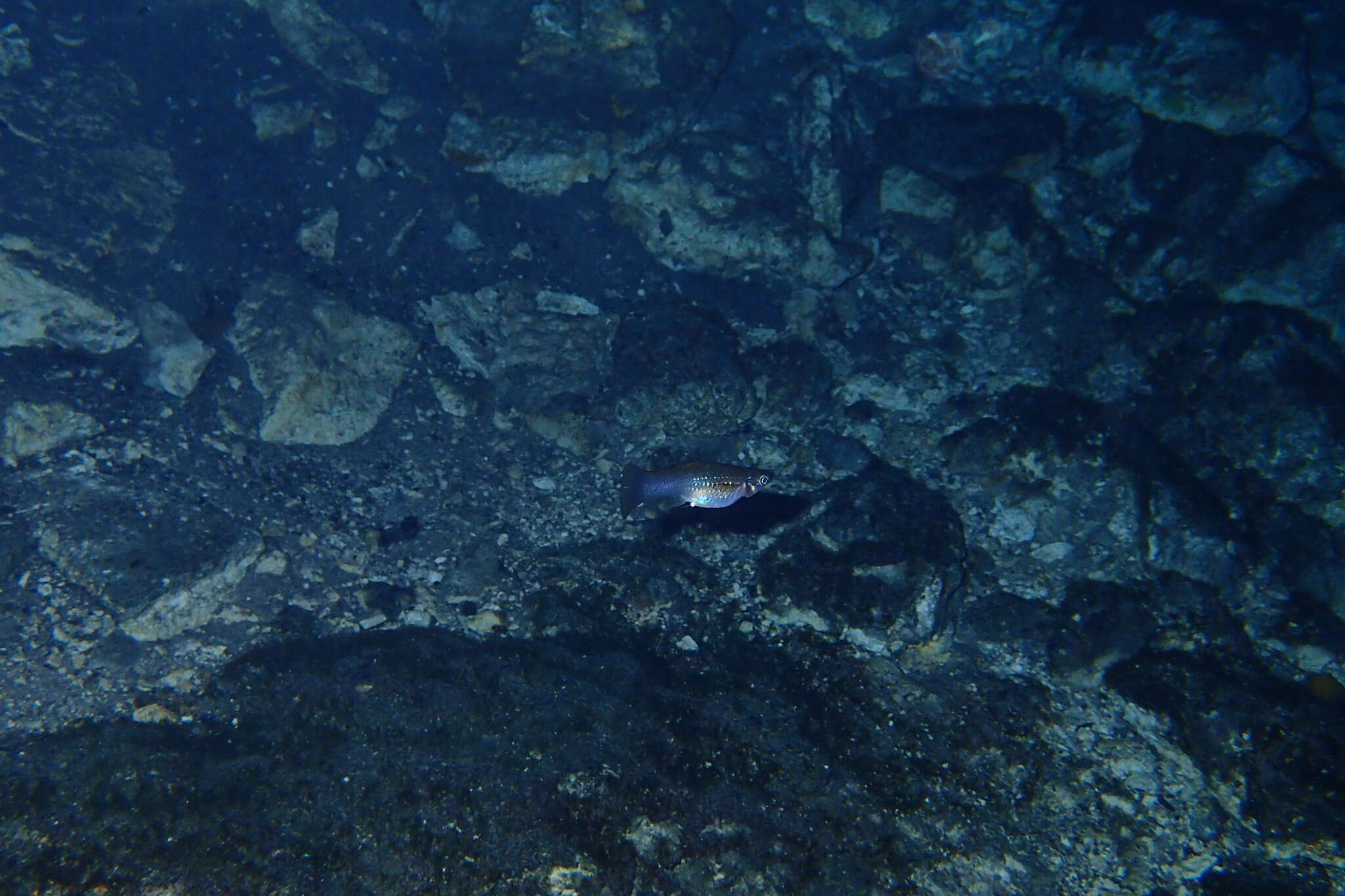 Image of Mangrove molly