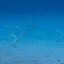 Image of Hawaiian garden eel