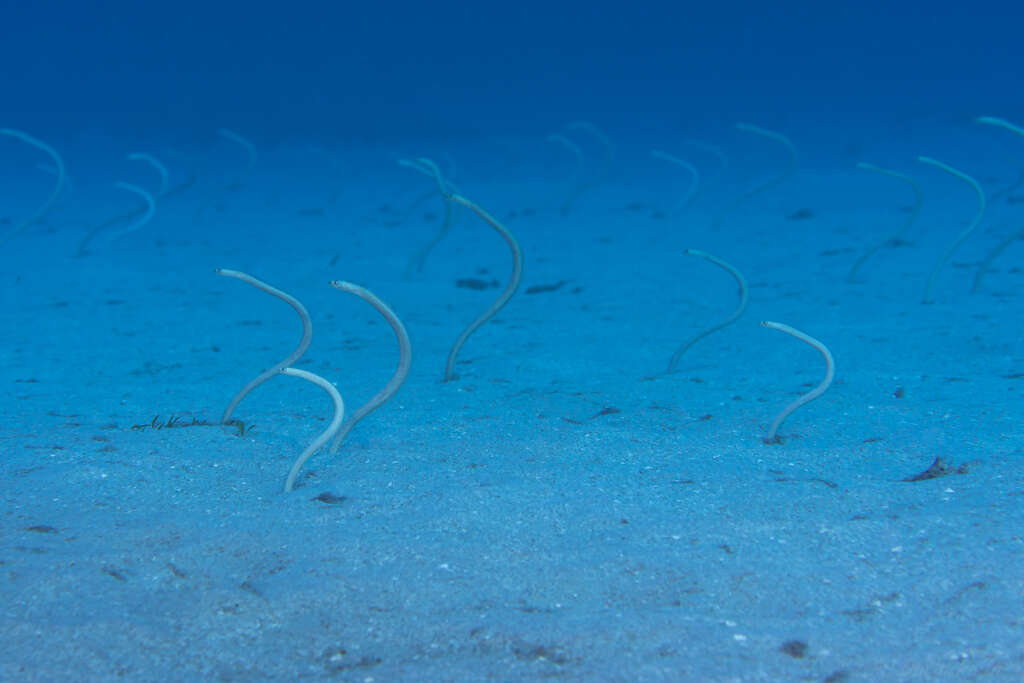 Image of Hawaiian garden eel