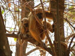 Image of Black Howler Monkey