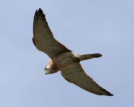 Image of Australian Kestrel