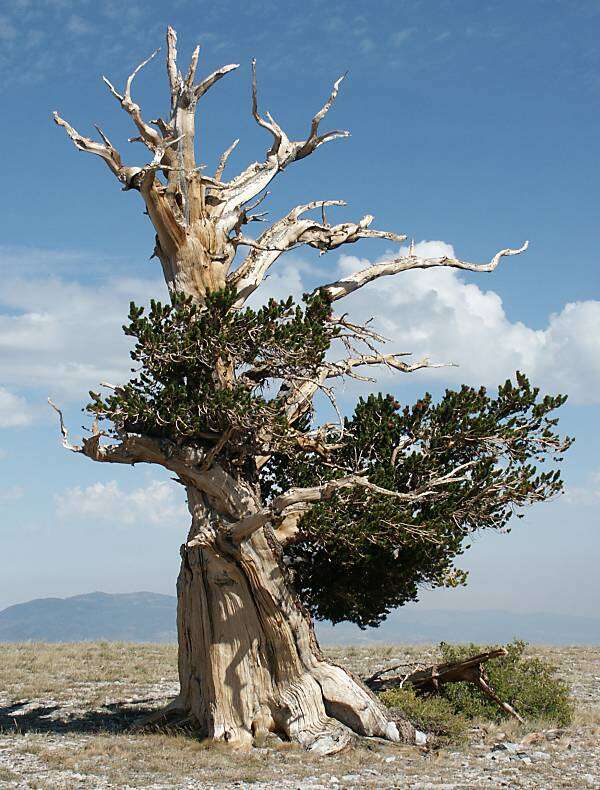 Image of Great Basin bristlecone pine