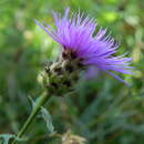 Image de Centaurea ambigua Guss.