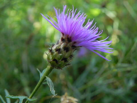 Centaurea ambigua Guss. resmi