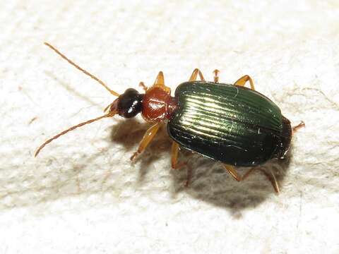 Image of Lebia (Loxopeza) tricolor Say 1823