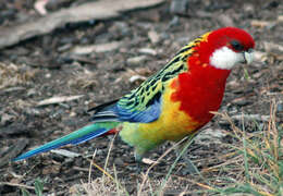 Image of Eastern Rosella