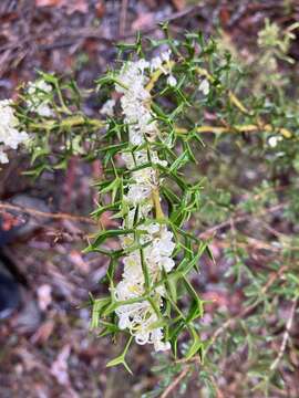 Image of Grevillea trifida (R. Br.) Meissner