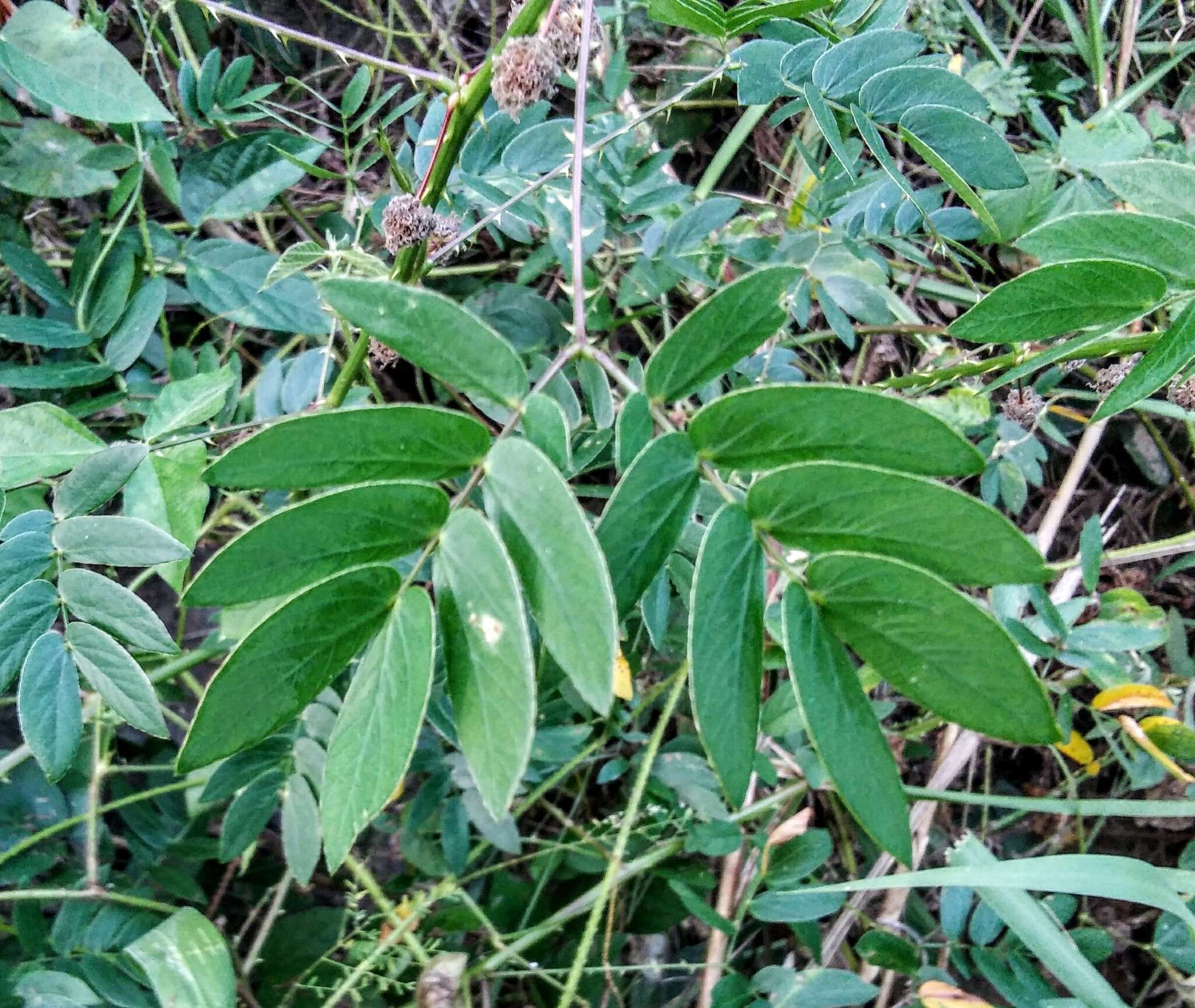 Sivun Mimosa casta L. kuva