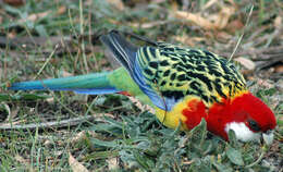 Image of Eastern Rosella